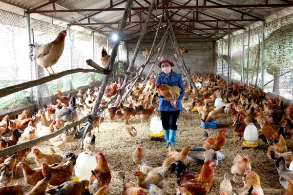 Thúc đẩy kinh tế tuần hoàn trong nông nghiệp: Nhiều bài toán cần giải cùng lúc