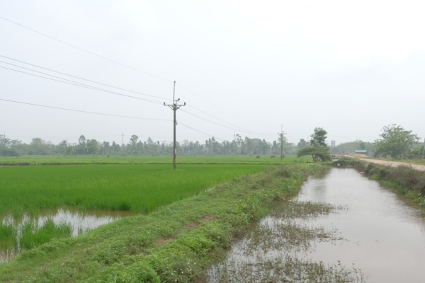 Tập trung ruộng đất - nhìn từ mô hình lúa hữu cơ tại Hà Nội