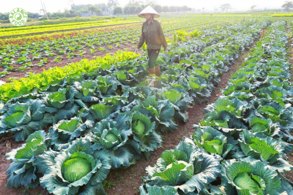 BALANCE FOOD X HTX CHÚC SƠN: ỨNG DỤNG CÔNG NGHỆ HIỆN ĐẠI SẢN XUẤT RAU QUẢ SẠCH CHUẨN VIETGAP