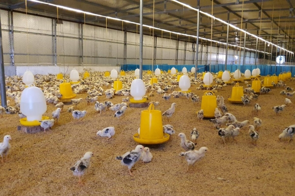 BALANCE FOOD X TRỨNG GÀ SASCHI: TRỨNG GÀ THẢO DƯỢC KHÔNG KHÁNG SINH